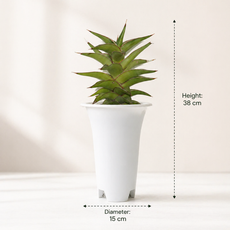Sansevieria lavranos 23251