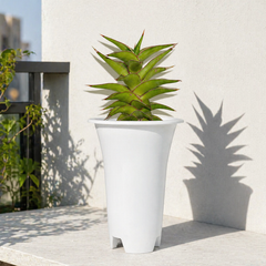 Sansevieria lavranos 23251
