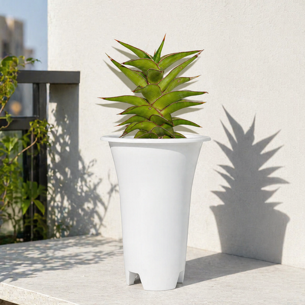 Sansevieria lavranos 23251