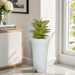 Sansevieria lavranos 23251