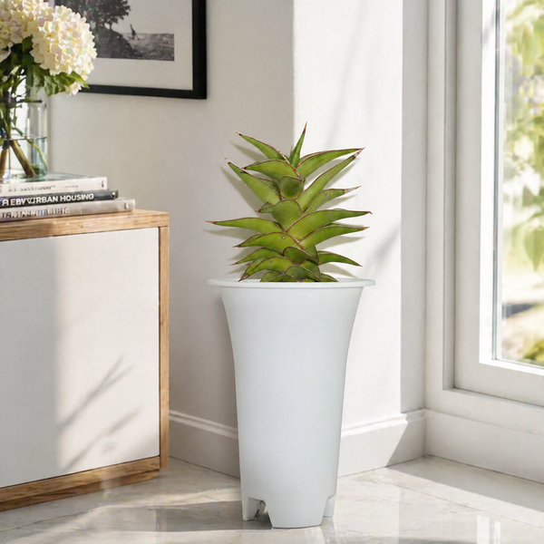 Sansevieria lavranos 23251