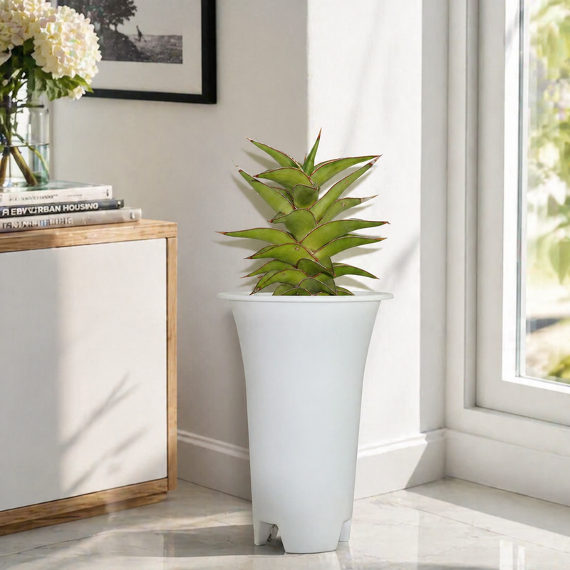 Sansevieria lavranos 23251