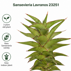 Sansevieria lavranos 23251