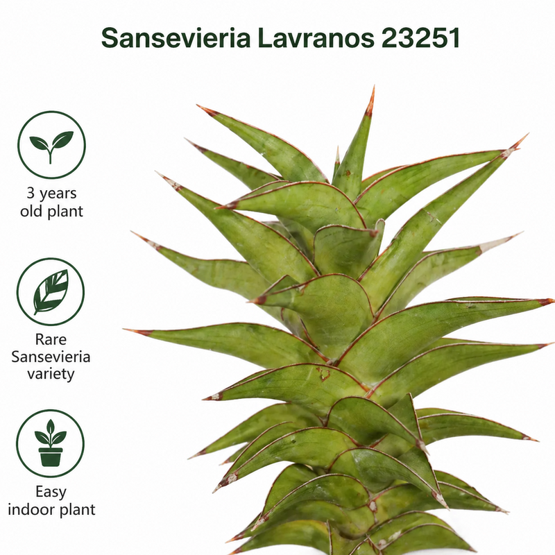 Sansevieria lavranos 23251