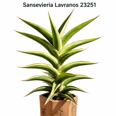 Sansevieria lavranos 23251
