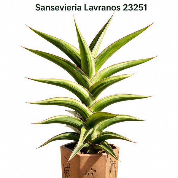 Sansevieria lavranos 23251