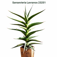 Sansevieria lavranos 23251