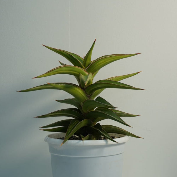 Sansevieria Lavranos 51 variegated rare snake plant
