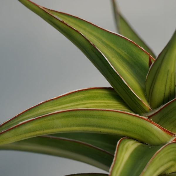 Sansevieria Lavranos 51 variegated indoor succulent plant
