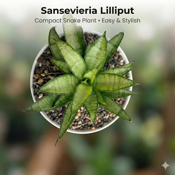 Sansevieria lilliput mini snake plant live
