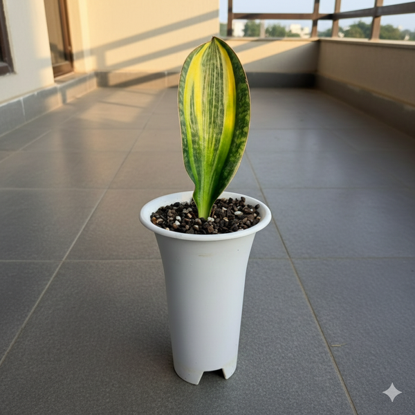 Variegated Sansevieria masoniana indoor decorative plant
