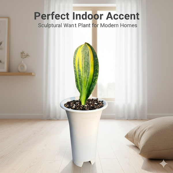 Sansevieria masoniana variegated