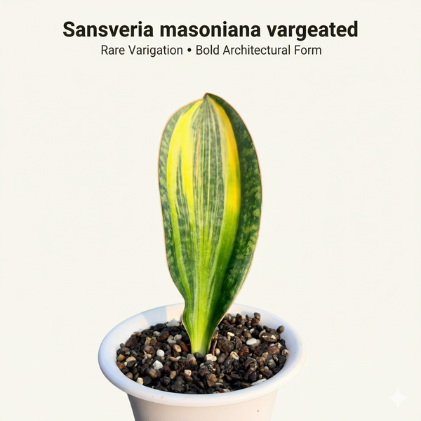 Sansevieria masoniana variegated whale fin snake plant live
