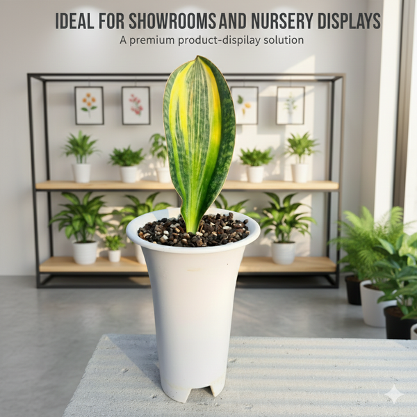 Sansevieria masoniana variegated