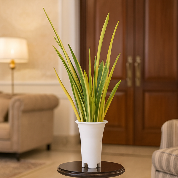 Sansevieria Stella variegated