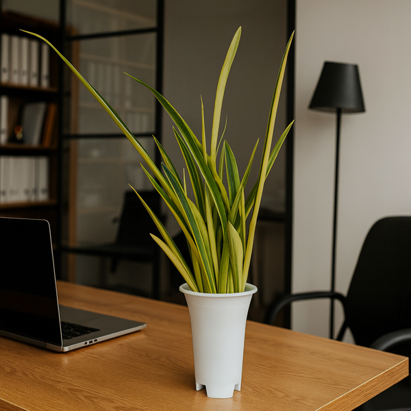 Rare Sansevieria Stella variegated plant in pot

