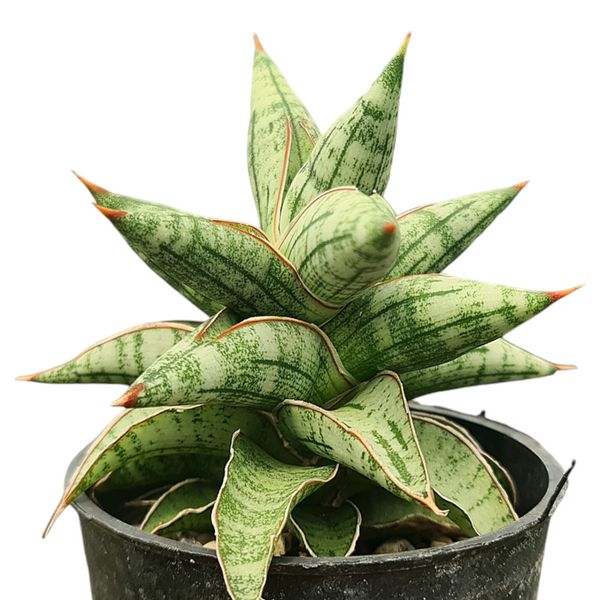 Sansevieria suffruticosa Blue Clone CG242.1 indoor plant India
