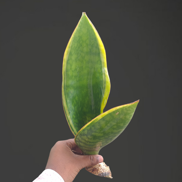 Sansevieria whale fin variegated rare snake plant leaf

