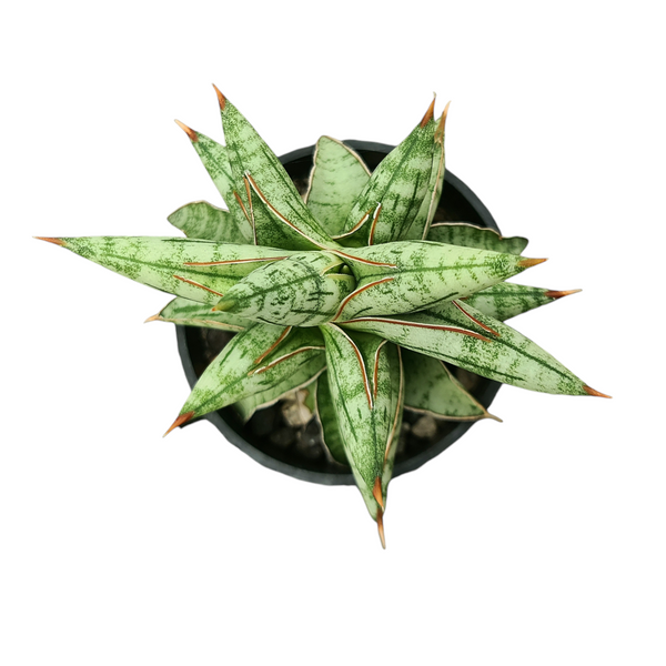 Sansevieria suffruticosa Blue Clone CG242.1 rare snake plant
