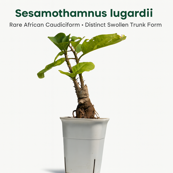 Sesamothamnus lugardii