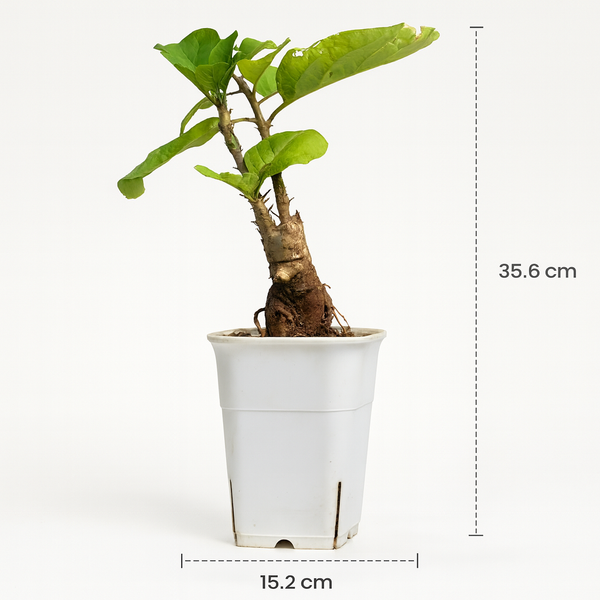 Sesamothamnus lugardii