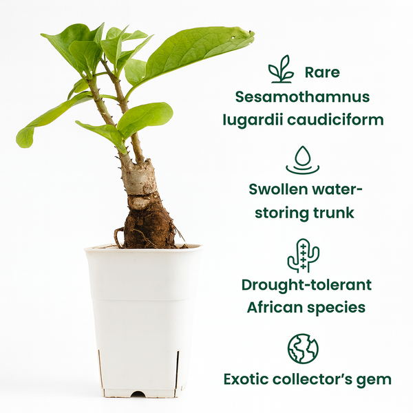 Sesamothamnus lugardii