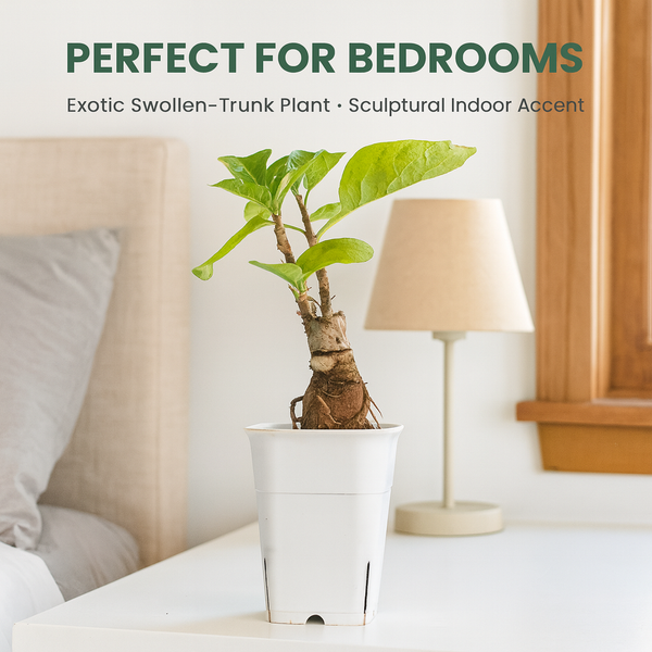 Sesamothamnus lugardii