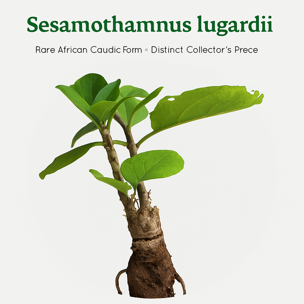 Sesamothamnus lugardii