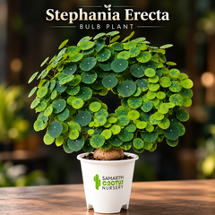 Stephania Erecta 