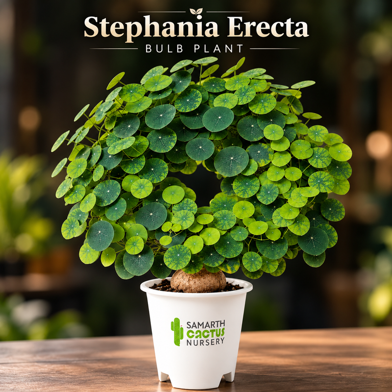 Stephania Erecta 