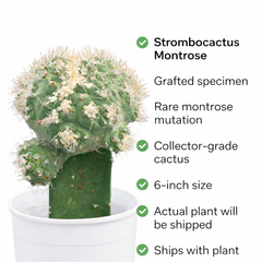 Strombocactus Montrose