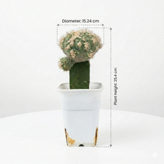 Strombocactus Montrose