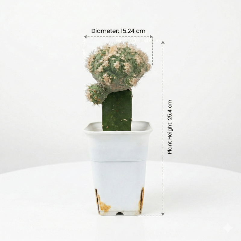 Strombocactus Montrose