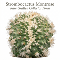 Strombocactus Montrose