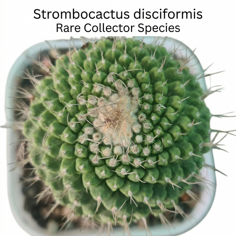 Strombocactus disciformis