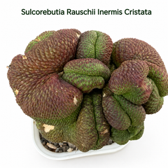 Sulcorebutia rauschii inermis cristata