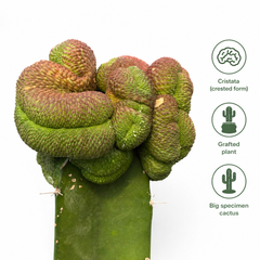 Sulcorebutia rauschii inermis cristata