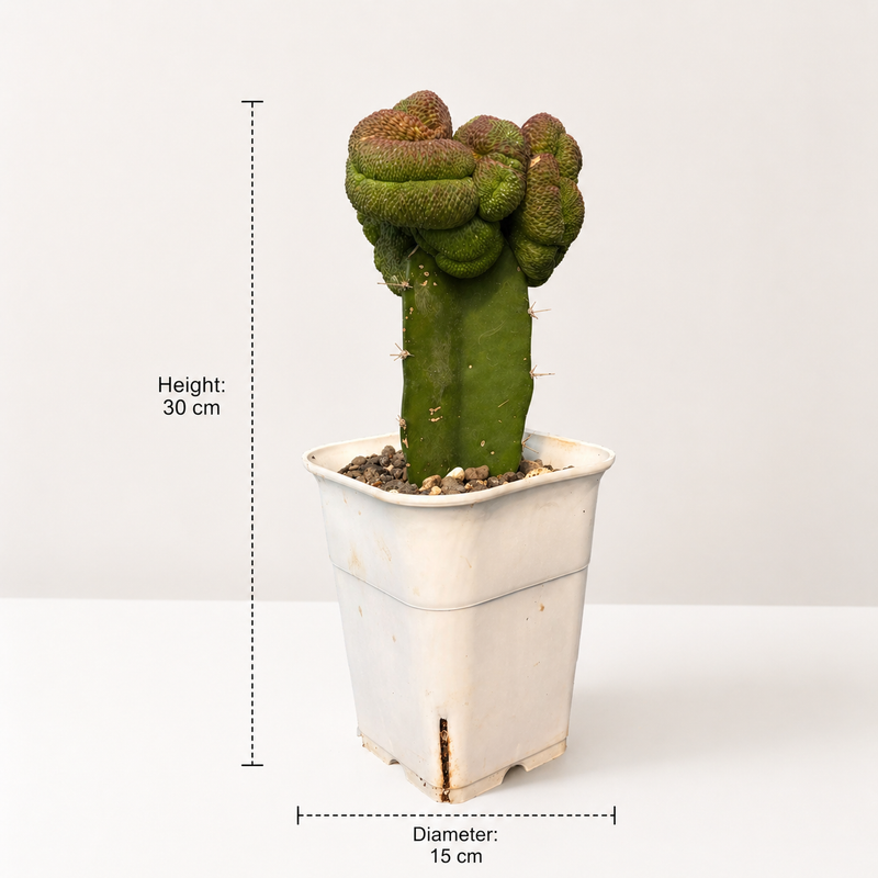 Sulcorebutia rauschii inermis cristata