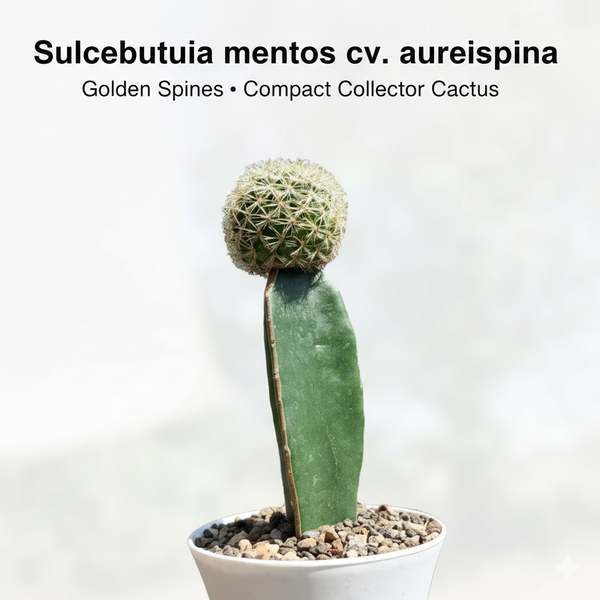 Sulcorebutia mentosa cv. Aureispina
