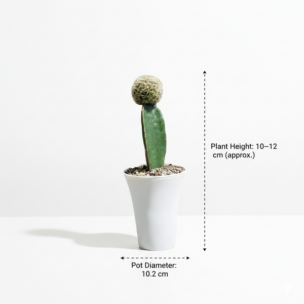 Sulcorebutia mentosa cv. Aureispina