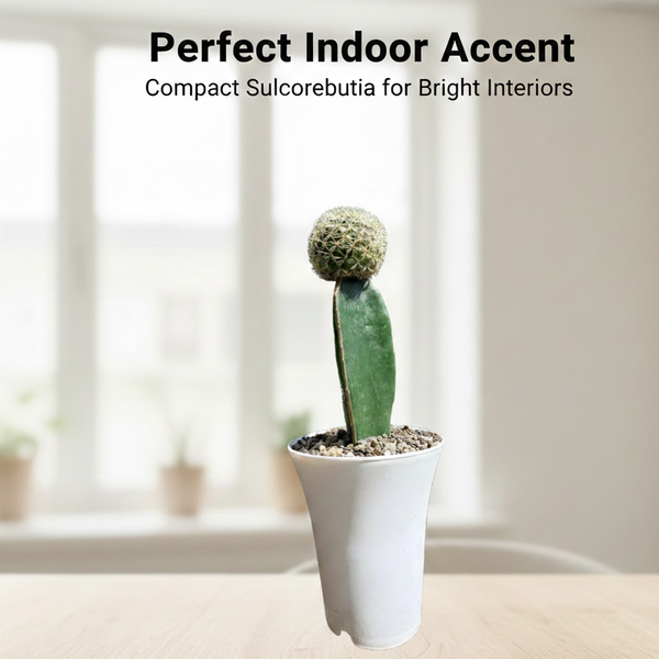 Sulcorebutia mentosa cv. Aureispina