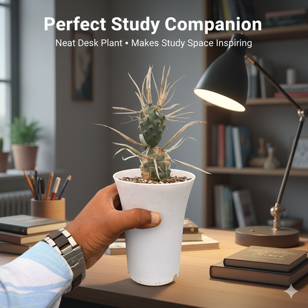 Tephrocactus articulatus var. papyracanthus