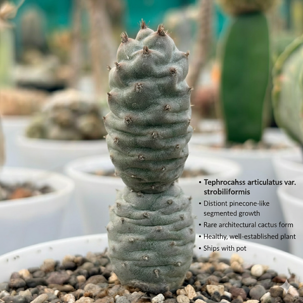 Tephrocactus articulatus var strobiliformis