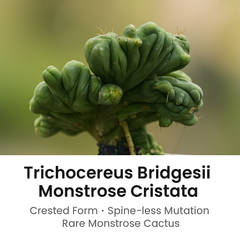 Trichocereus bridgesii forma monstrose inermis cristata