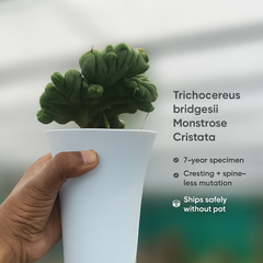 Trichocereus bridgesii forma monstrose inermis cristata