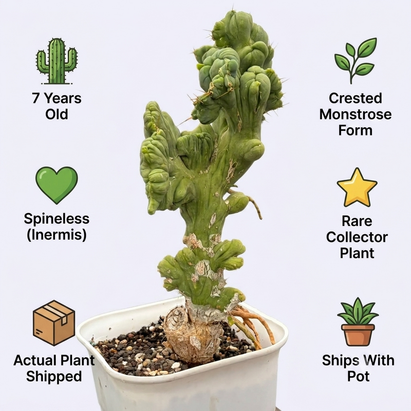 Trichocereus bridgesii forma monstrose inermis cristata