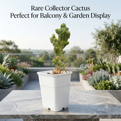 Trichocereus bridgesii forma monstrose inermis cristata
