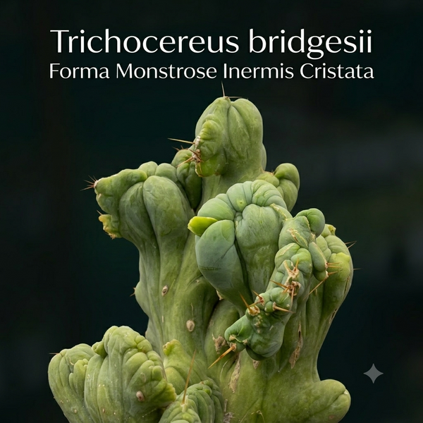 Trichocereus bridgesii forma monstrose inermis cristata