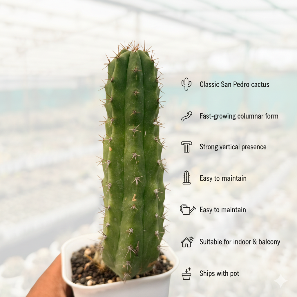 san pedro cactus india Trichocereus Pachanoi – San Pedro Rare Cactus – Samarth Cactus Nursery