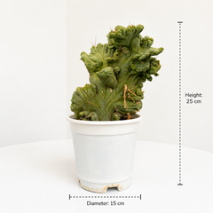Trichocereus bridgesii forma monstrose inermis cristata
